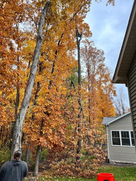 Wever Tree Service