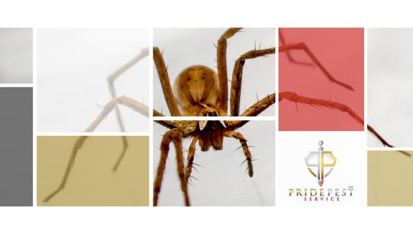 Pride Pest Service LLC