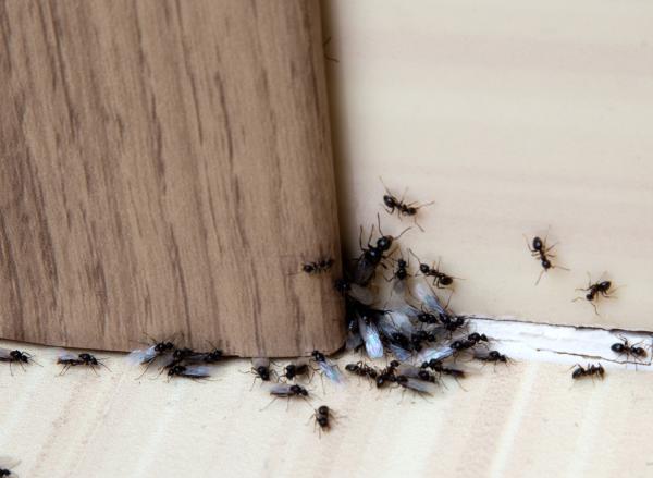 Pride Pest Service LLC
