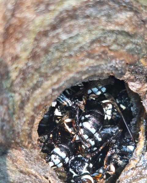 Veteran Pest & Wildlife Services