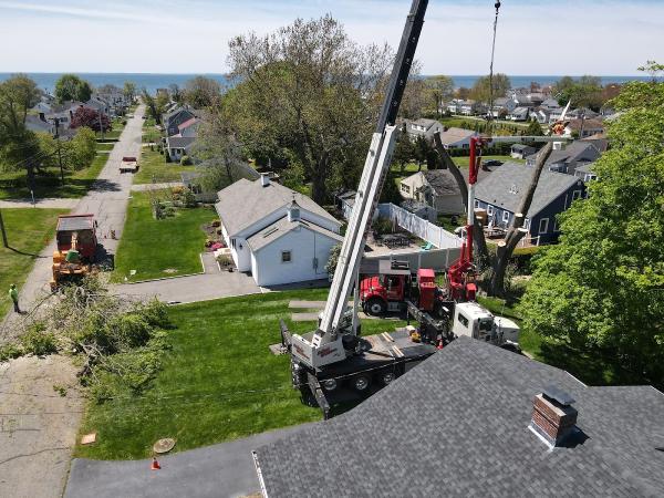 Wilcox Tree Experts