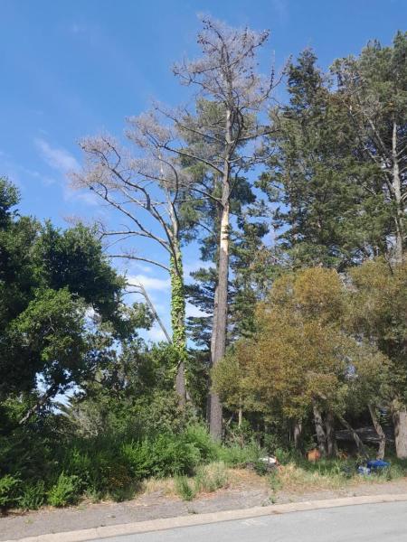 Imperial Tree Removal Service