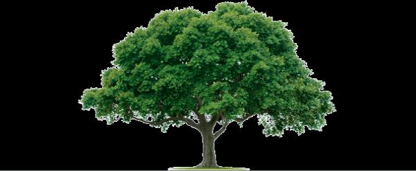 Alvarado Tree Services