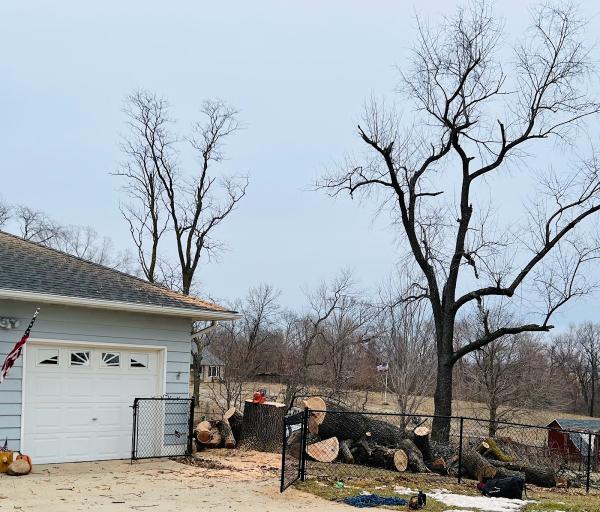 Acorn Tree Company