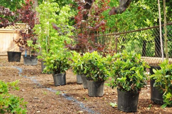 Williams Landscape Services
