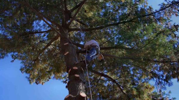 Carl's Tree Service