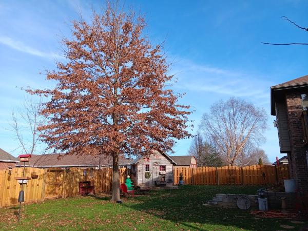 Parker Tree Service