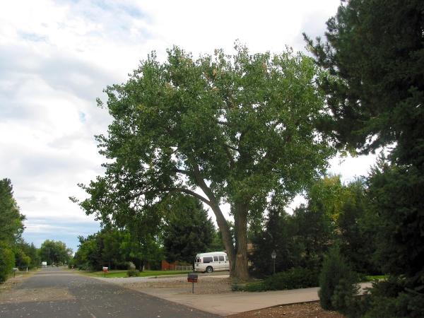 Parker Tree Service