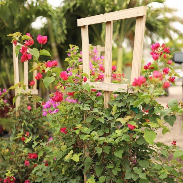 Palm City Nursery & Landscaping