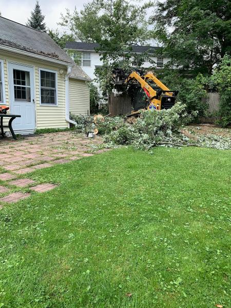 Professional Tree Care
