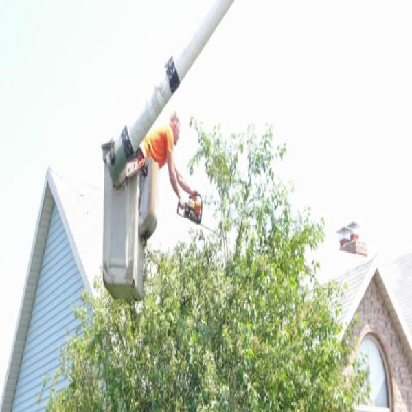 Professional Tree Care