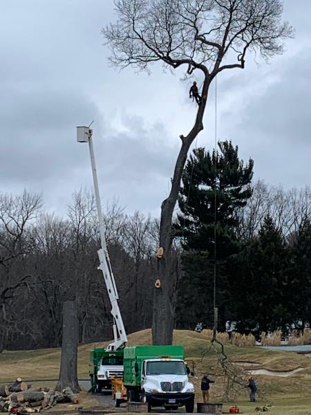 B&M Tree Service