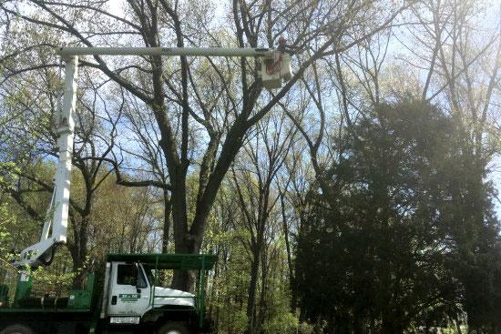 B&M Tree Service