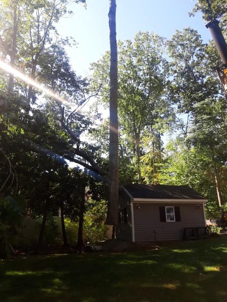 B&M Tree Service