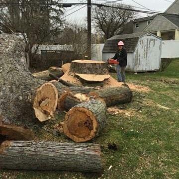 De La Sierra Tree Service