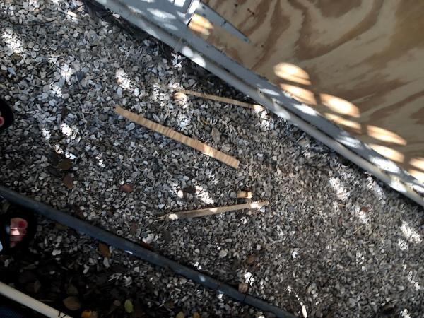 Pest Control Solutions & Services