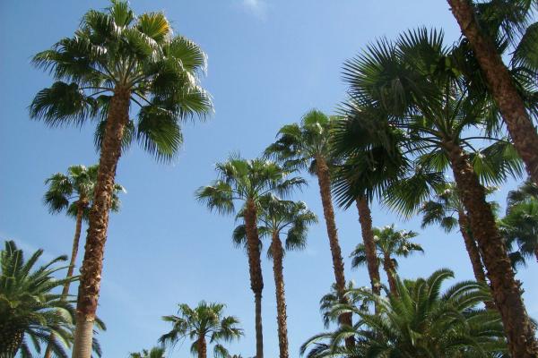 Tree Service Las Vegas