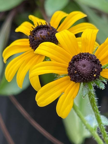 Native Butterfly Flowers