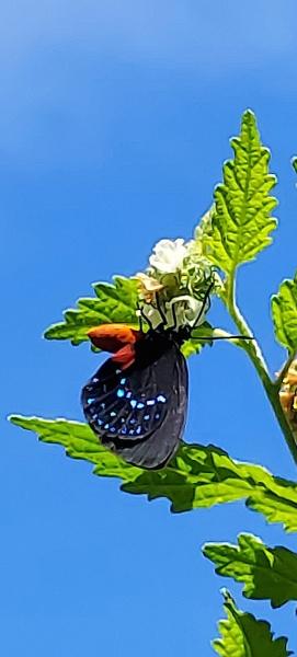 Native Butterfly Flowers