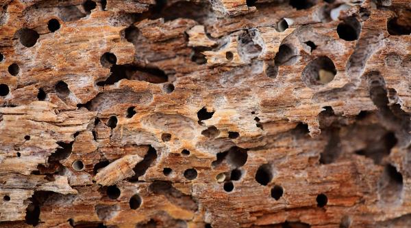 New Method Termite Control