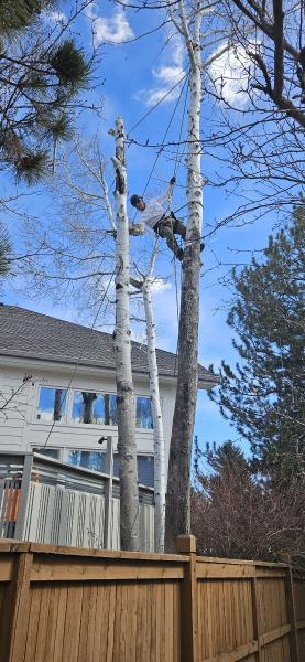 MQ Landscaping & Tree Services