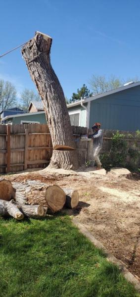 MQ Landscaping & Tree Services