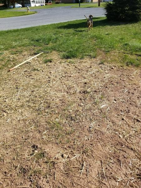 BSM Landscaping and Tree Service