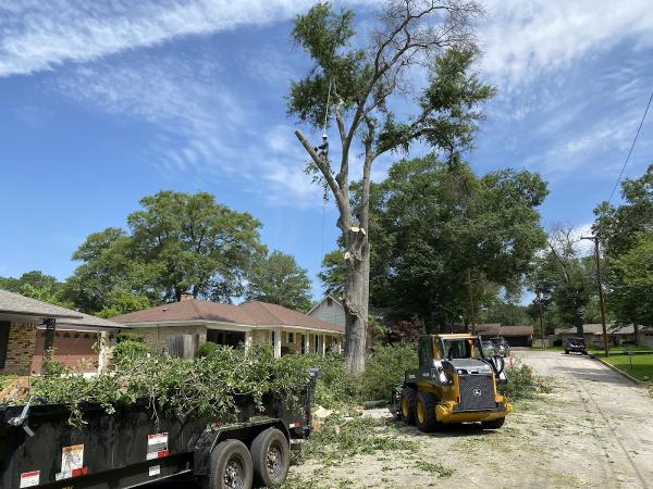 Whitehouse Gardens Tree Service