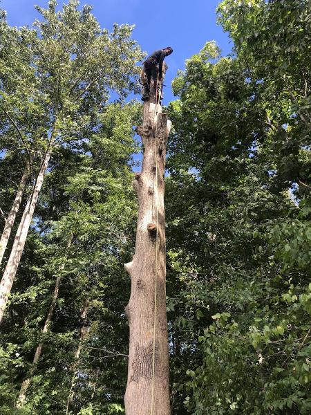 Jr & Dubon Tree Service
