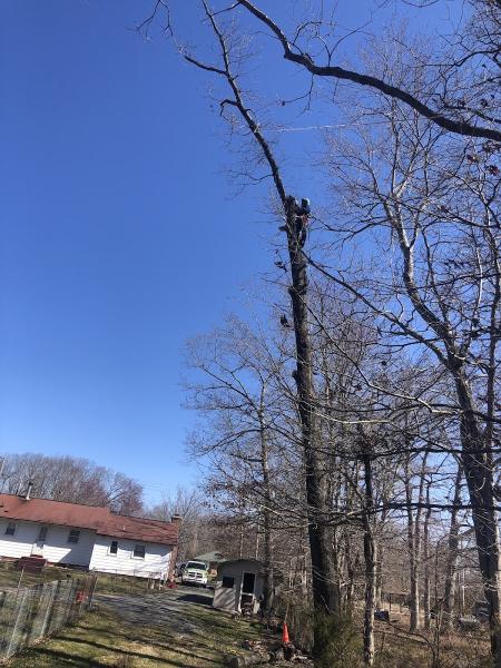Jr & Dubon Tree Service