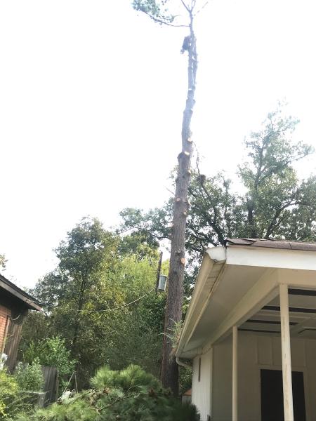 A.C. Gibbon's Tree Service