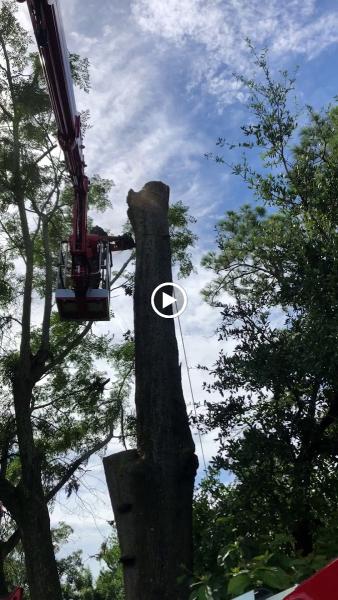 Tree Care Unlimited LLC