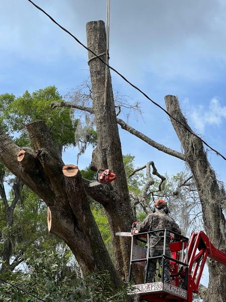 Tree Care Unlimited LLC