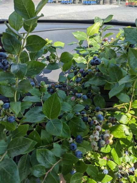 Wray's Landscaping Inc.
