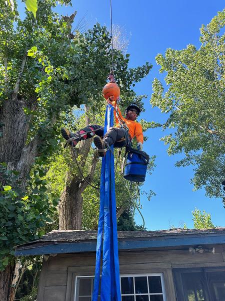 Top Tier Tree Care