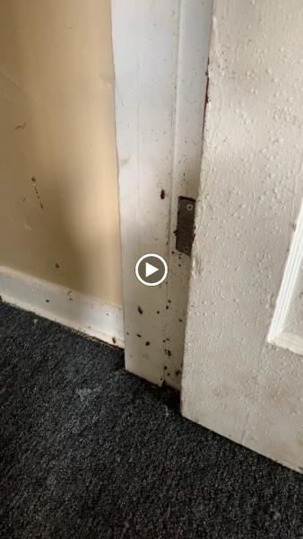 Knockout Pest Control Jacksonville