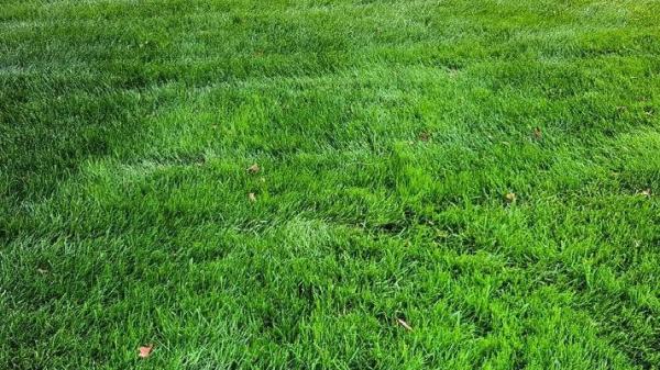 Campbell Lawn & Irrigation