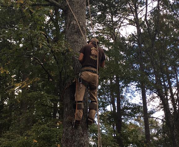 Doyle Bennett Tree Service
