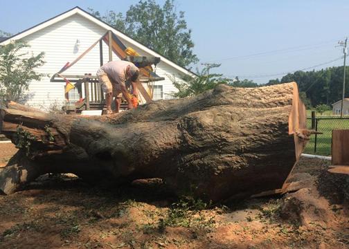 Doyle Bennett Tree Service
