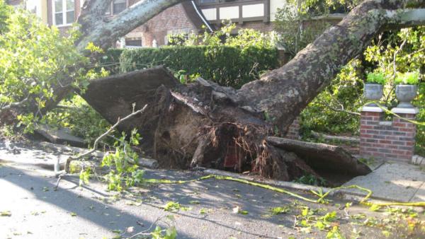 Spokane Tree Removal