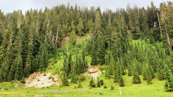Spokane Tree Removal
