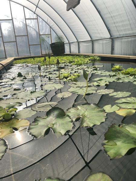 Aquatic Life Greenhouse