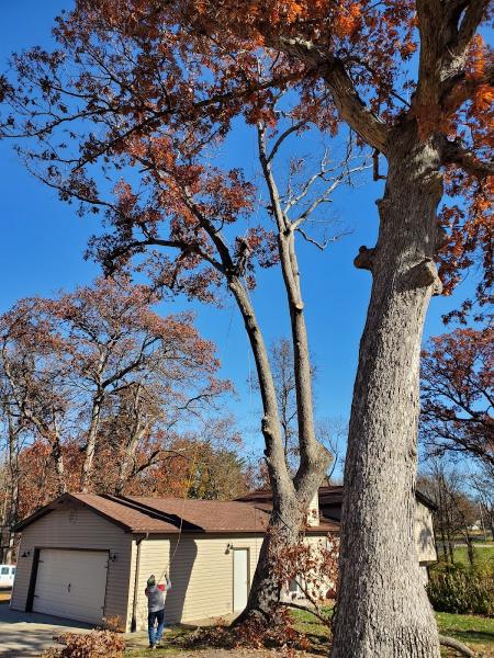 Instacare Tree Service