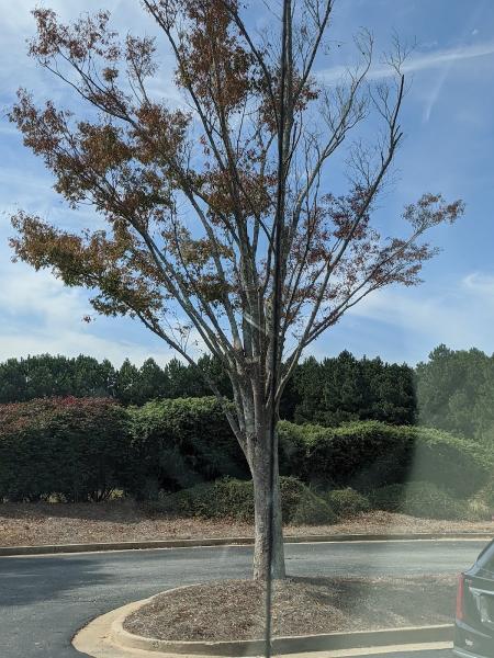 Oconee Tree Service