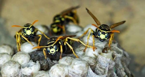 Ecopro Pest Control
