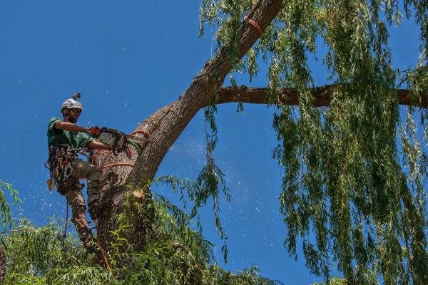 Green Life Tree Works