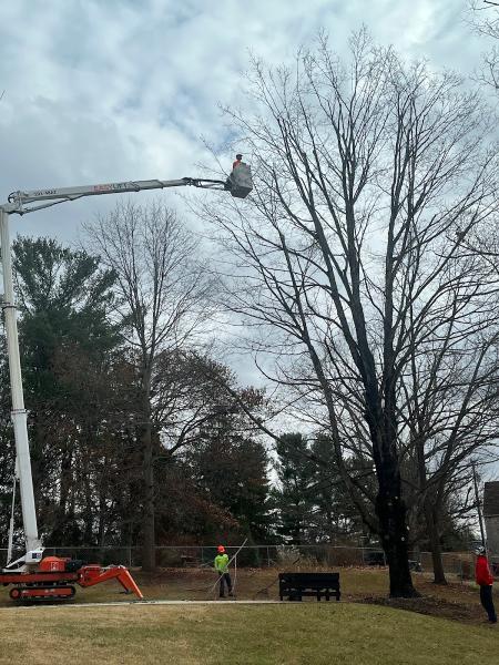 Staunton Tree Service