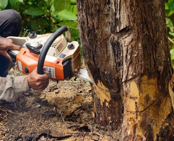 Barrios Professional Tree Service