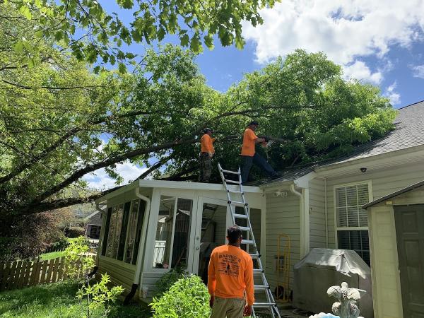 Barrios Professional Tree Service