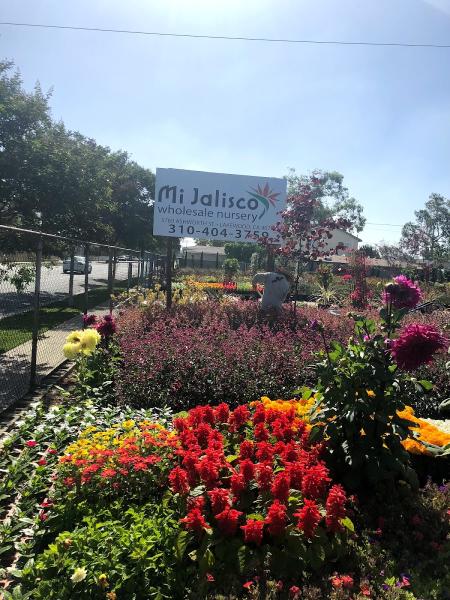 Mi Jalisco Nursery